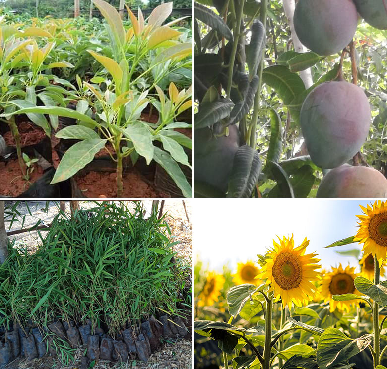 This image for Image Layouts addon